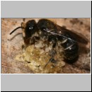 Heriades truncorum - Loecherbiene 01 6mm.jpg